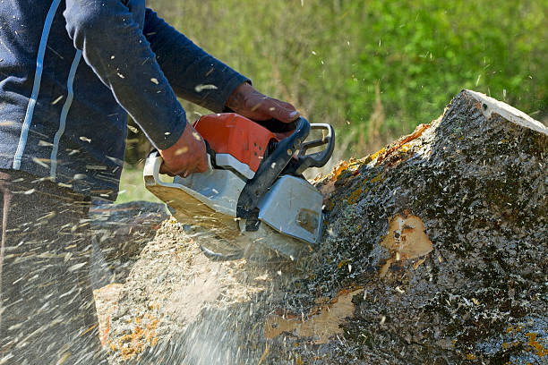 Best Residential Tree Removal  in Socastee, SC